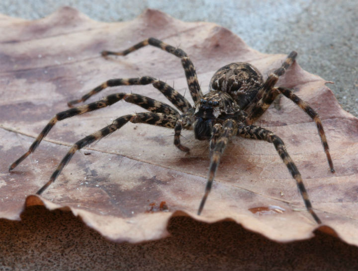 Fishing Spider